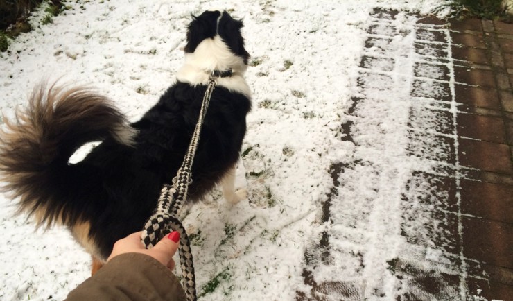 In der jeweiligen Gemeinderatssatzung ist geregt, wo der Hund an die Leine muss.  