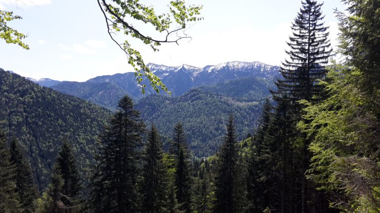 Unbedingt schützenswert: Der bayerische Bergmischwald