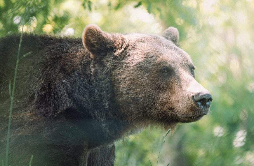 Allgäu Ist der Bär in Bayern zurück? Spurensuche läuft weiter…