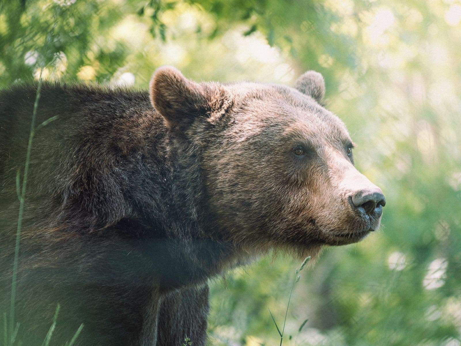 bär braunbär max saeling auf unsplash