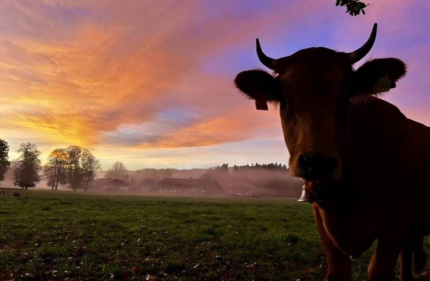 herbst tegernsee oktober kuh facebook kirstin kirsche reichert beitragsbild